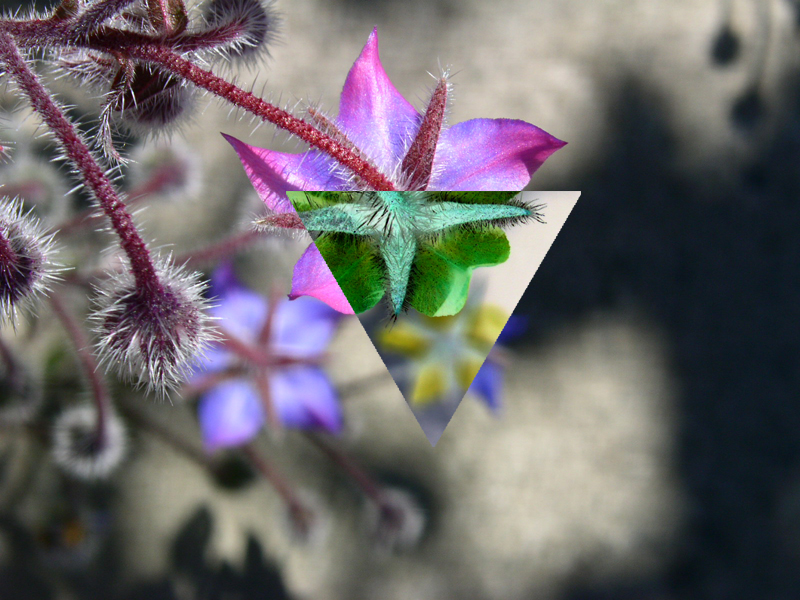 Borage